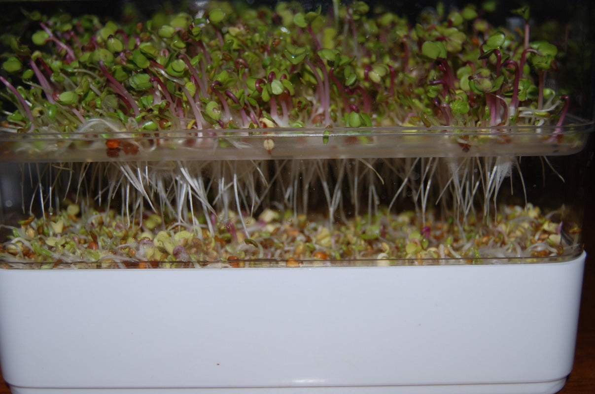 nk lawn and garden seed sprouter Seed Sprouter